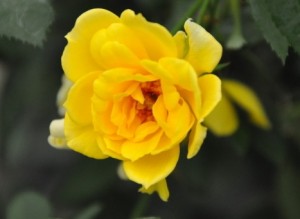 BIT O SUNSHINE (miniature)